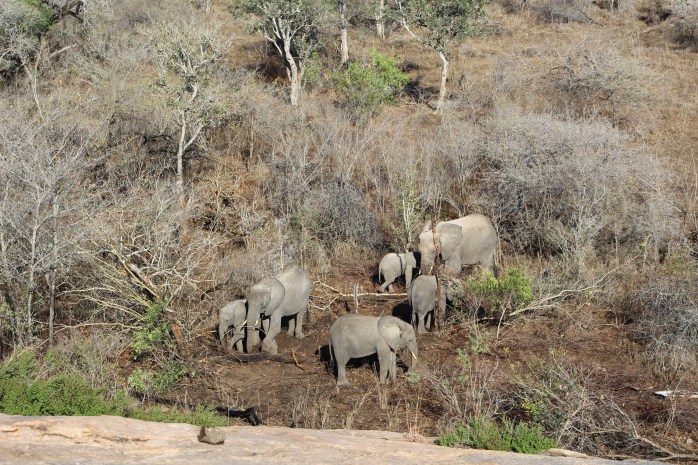 Elephants in the bush