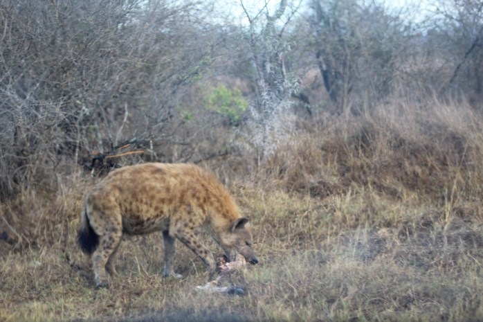 Hyena emerging