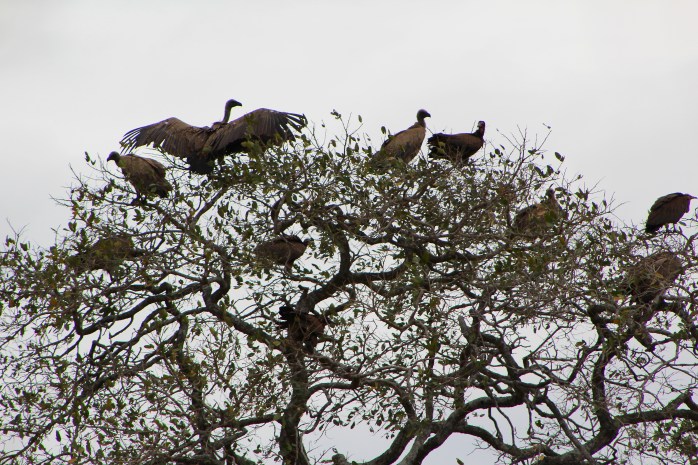 Vulture Spread Wings
