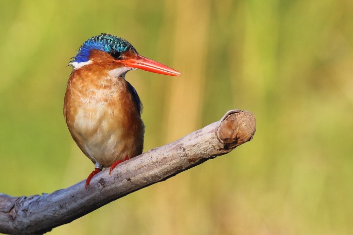 Malachite Kingfisher10