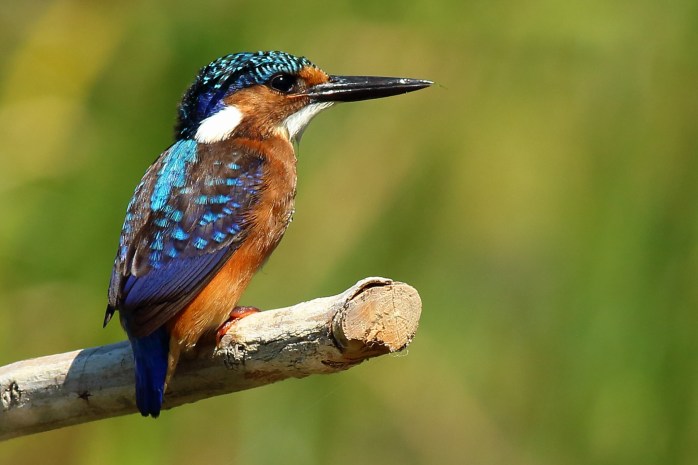 Malachite Kingfisher5
