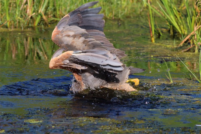 Purple Heron - Fail 2