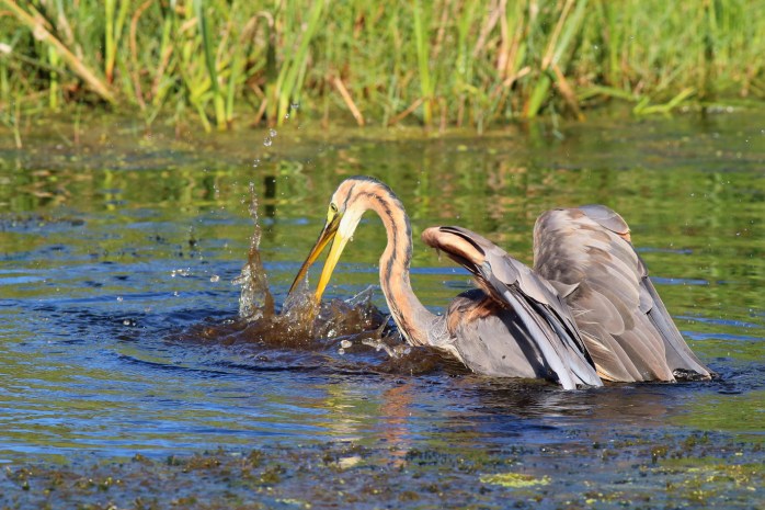 Purple Heron - Fail 4