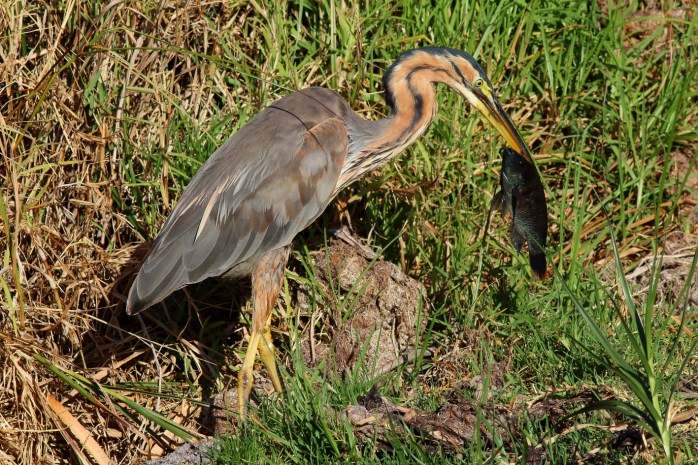 Purple Heron - Fishing3