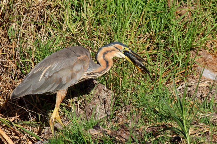 Purple Heron - Fishing4