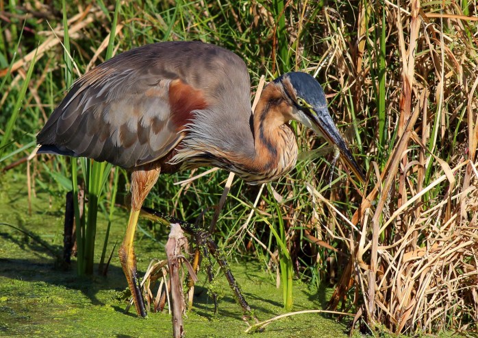 Purple Heron with Dragonfly2