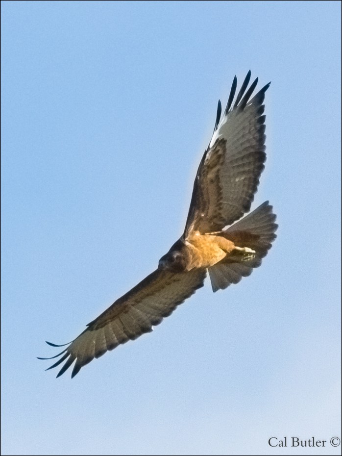 Steppe Buzzard