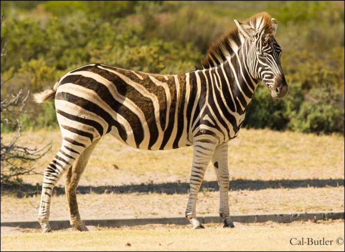 Zebra