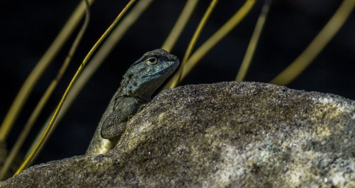 Blue_Agama_-_HPBG-1[1]