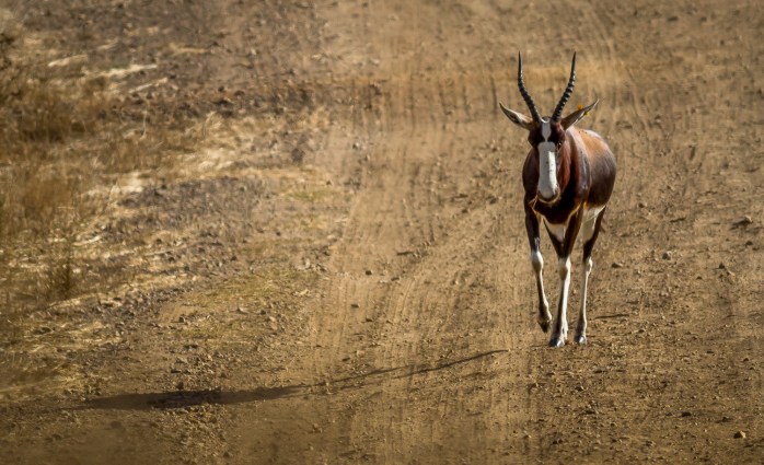 Bontebok 4