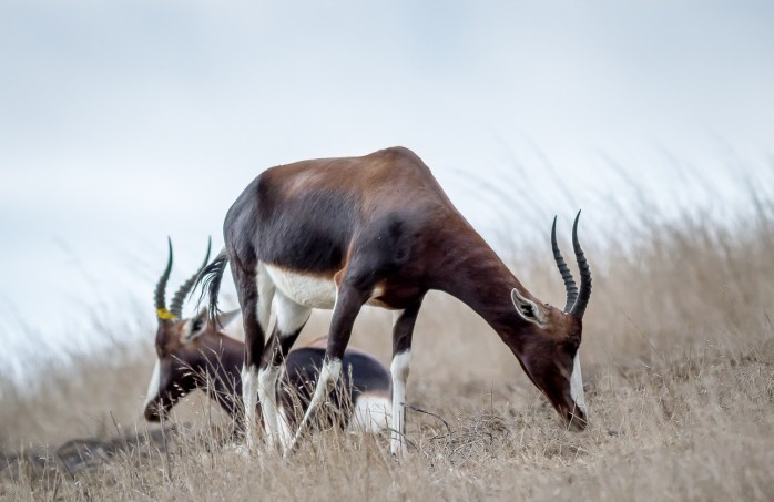 Bontebok 5
