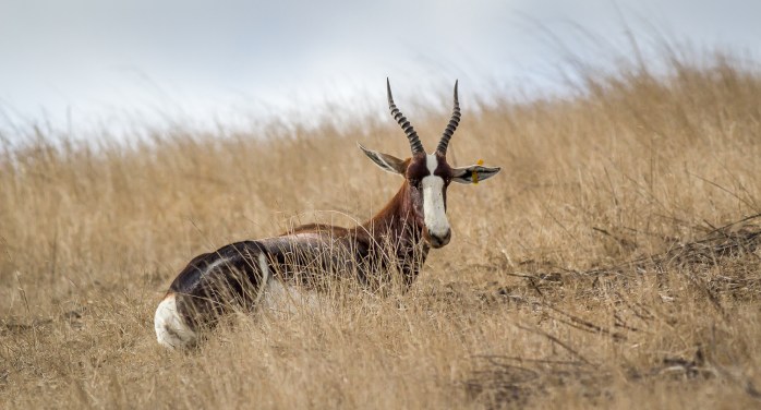 Bontebok 6