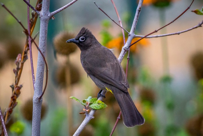 Cape Bulbul 1