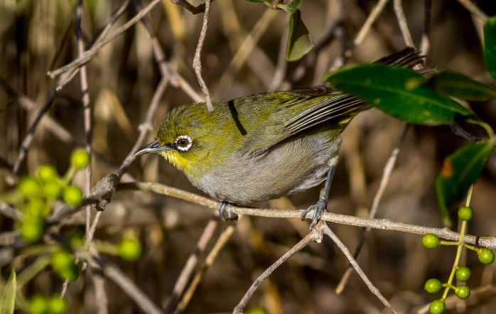 Cape White Eye