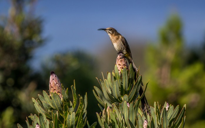 Cape_Sugarbird_-_HPBG-1[1]