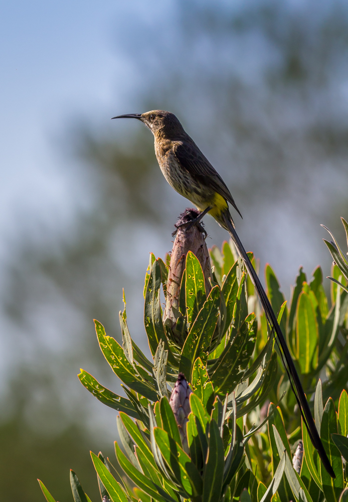 Cape_Sugarbird_-_HPBG-2[1]