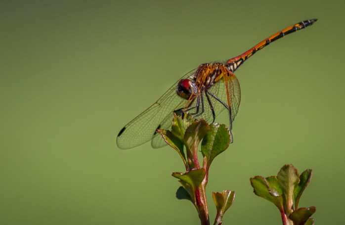 Dragonfly_-_HPBG-2[1]