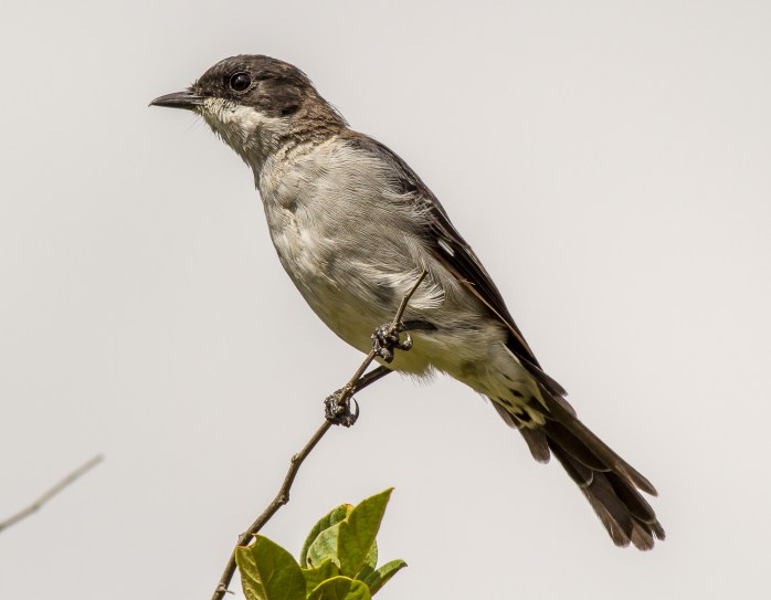 Fiscal Flycatcher
