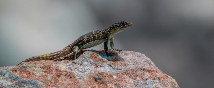 Girdled Lizard - Stony Point-1