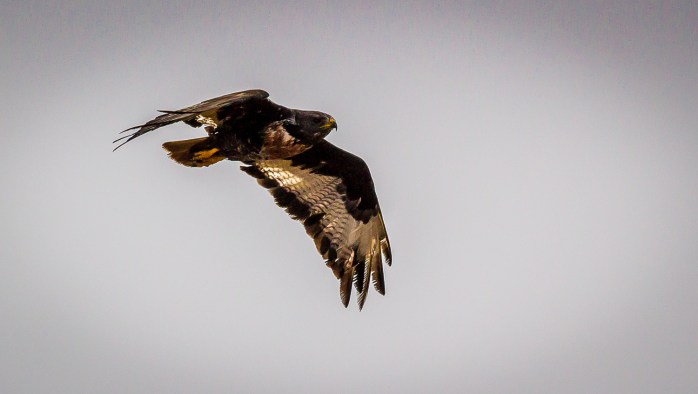Jackal Buzzard 1