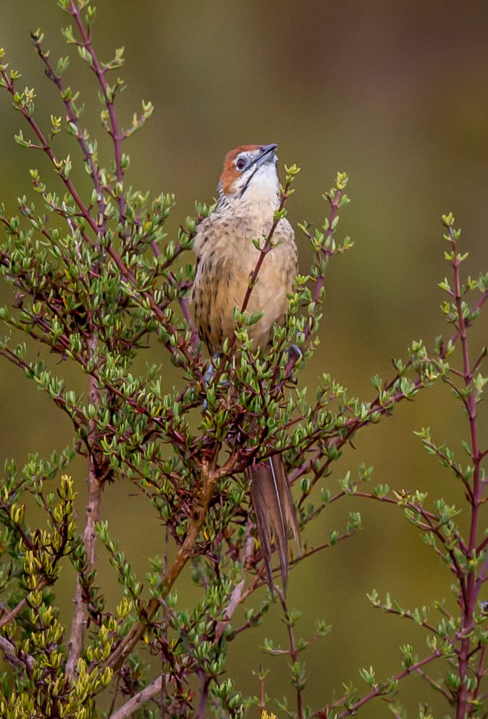 Karoo Lark