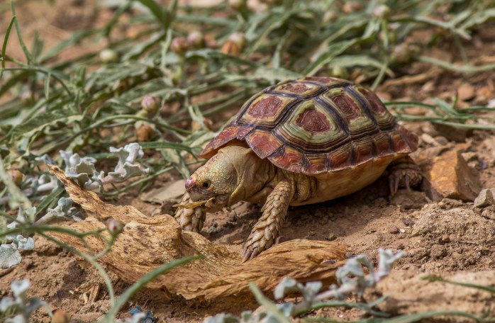 Parrot Beaked Tortoise