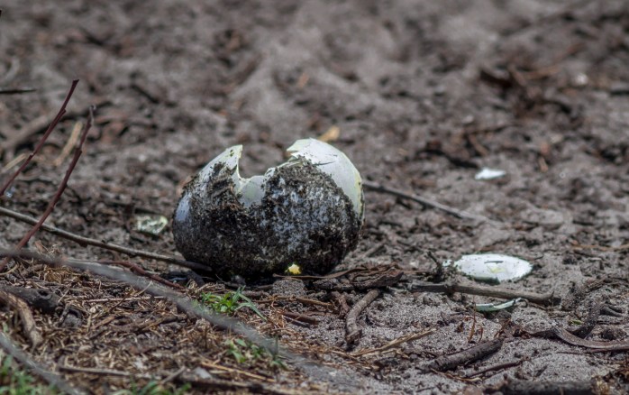Penguin Egg - Stony Point-1