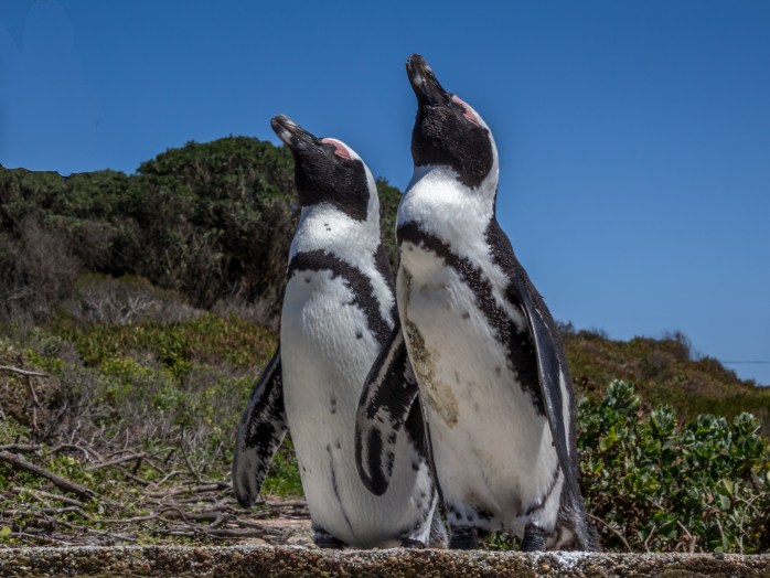 Penguins - Stony Point-1