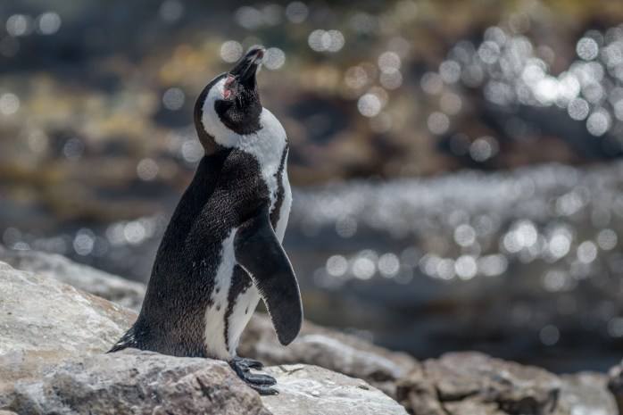 Penguins - Stony Point-2