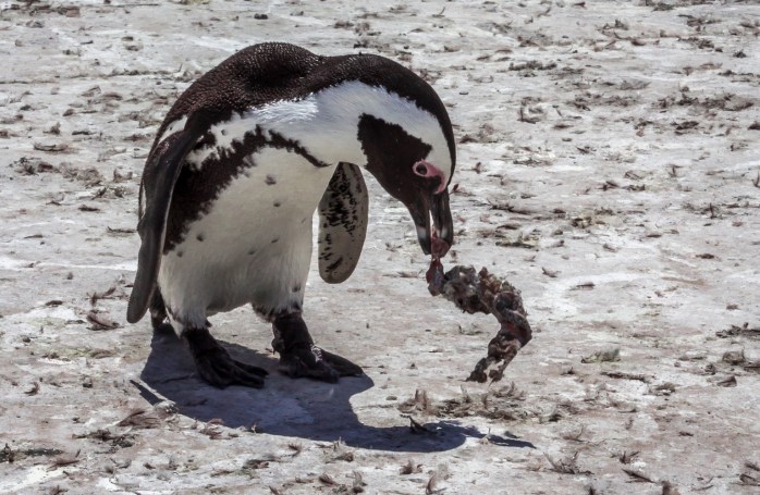 Penguins - Stony Point-3