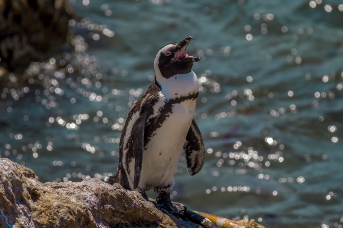 Penguins - Stony Point-4