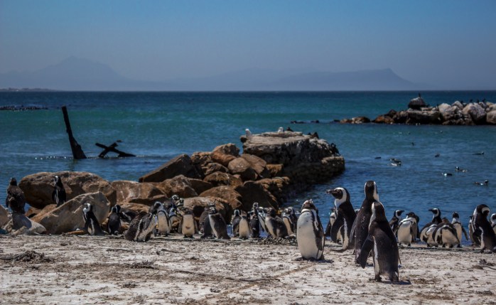 Penguins - Stony Point-5