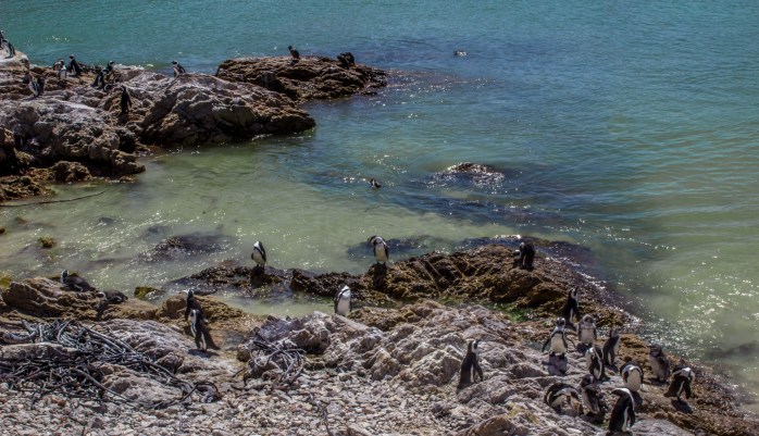 Penguins - Stony Point-6