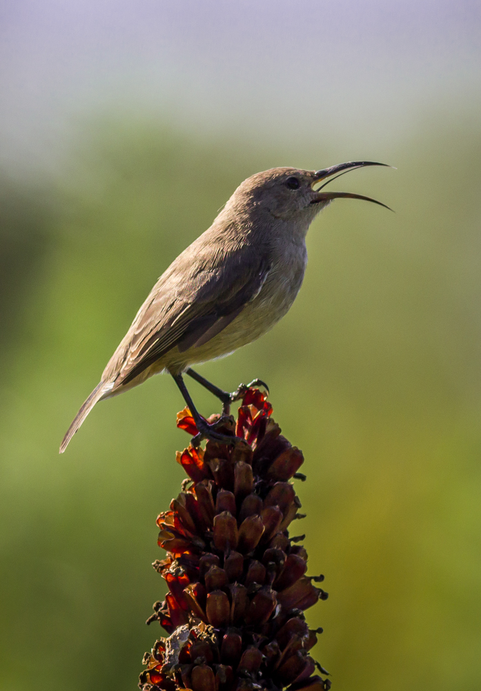 Sugard_Tongue_HPBG-_HPBG-1[1]