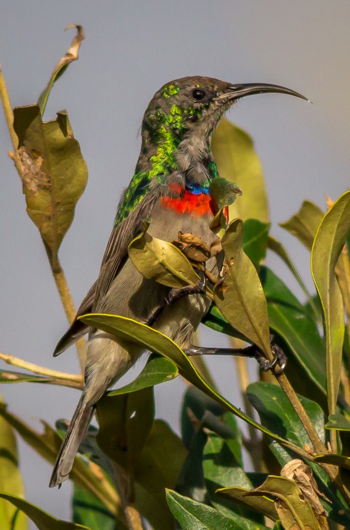Sunbird