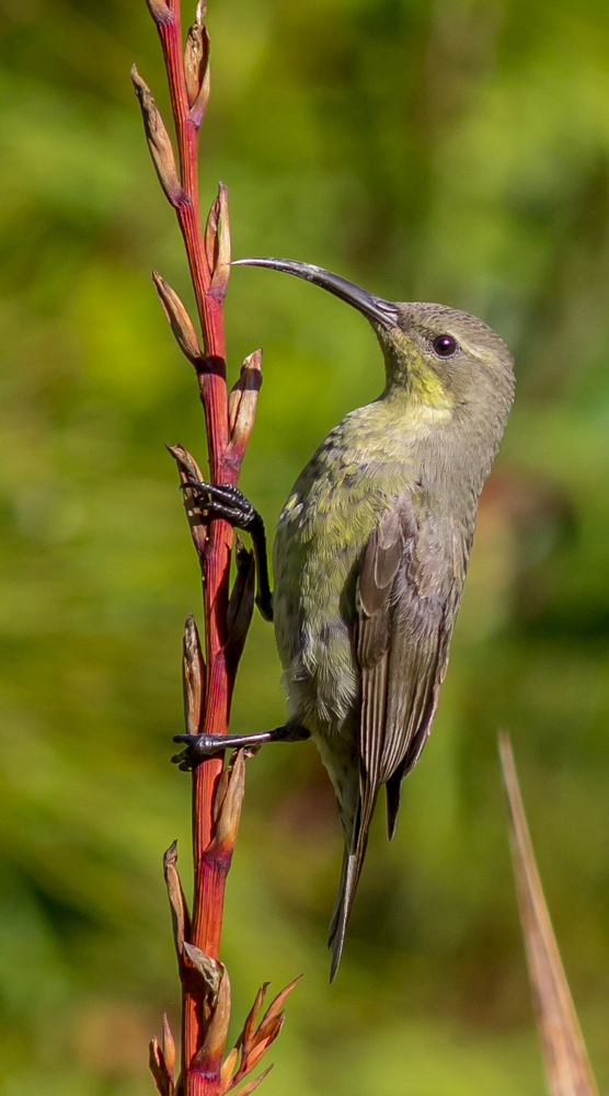 Sunbird_-_HPBG-1[1]