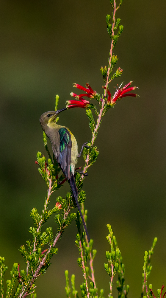 Sunbird_-_HPBG-3[1]