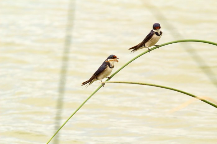 Swallow with Dragonfly2