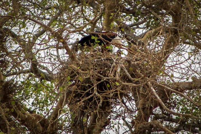 African Fish Eagle-1