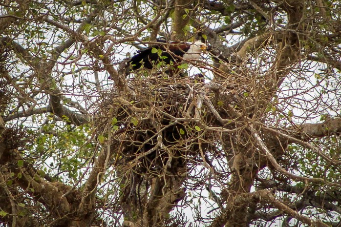 African Fish Eagle-3