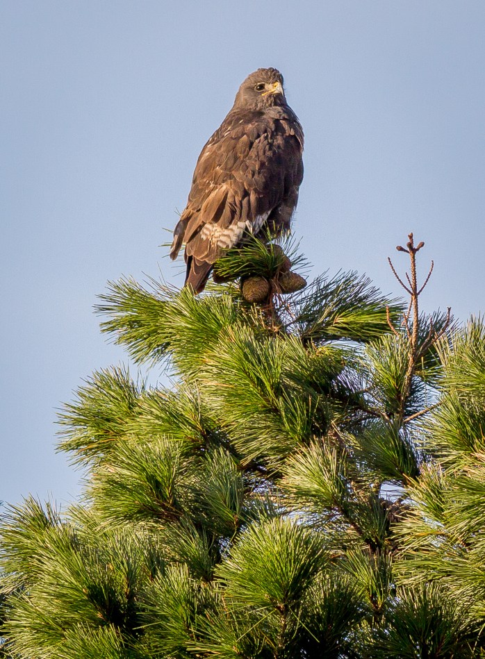 Jackal Buzzard-2