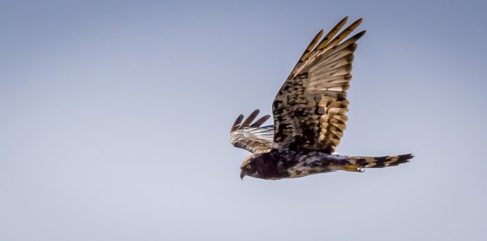 Black Harrier-4