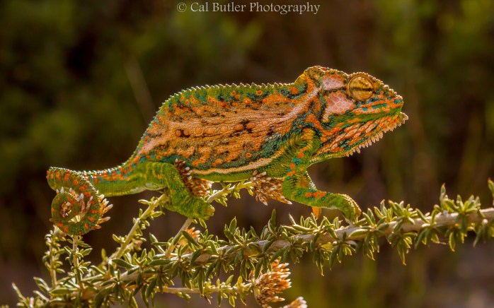 Chameleon-4