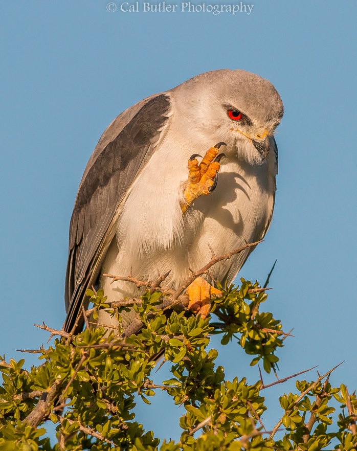 Black Shouldered Kite-2