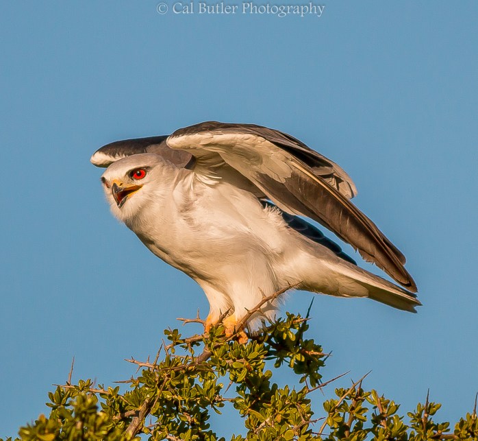 Black Shouldered Kite-4
