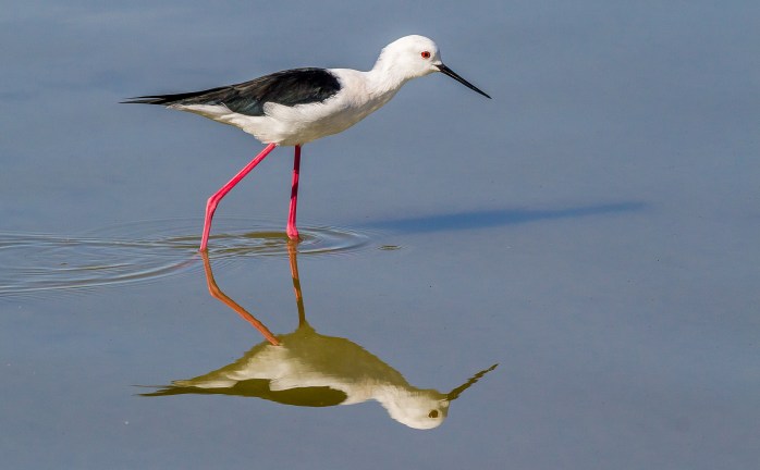Black Winged Stilt-2