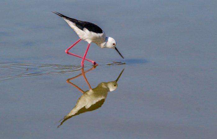 Black Winged Stilt-3