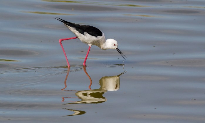 Black Winged Stilt-4