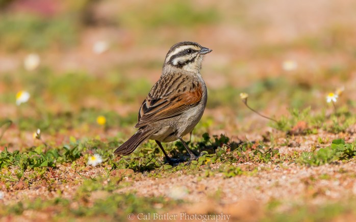 Cape Bunting