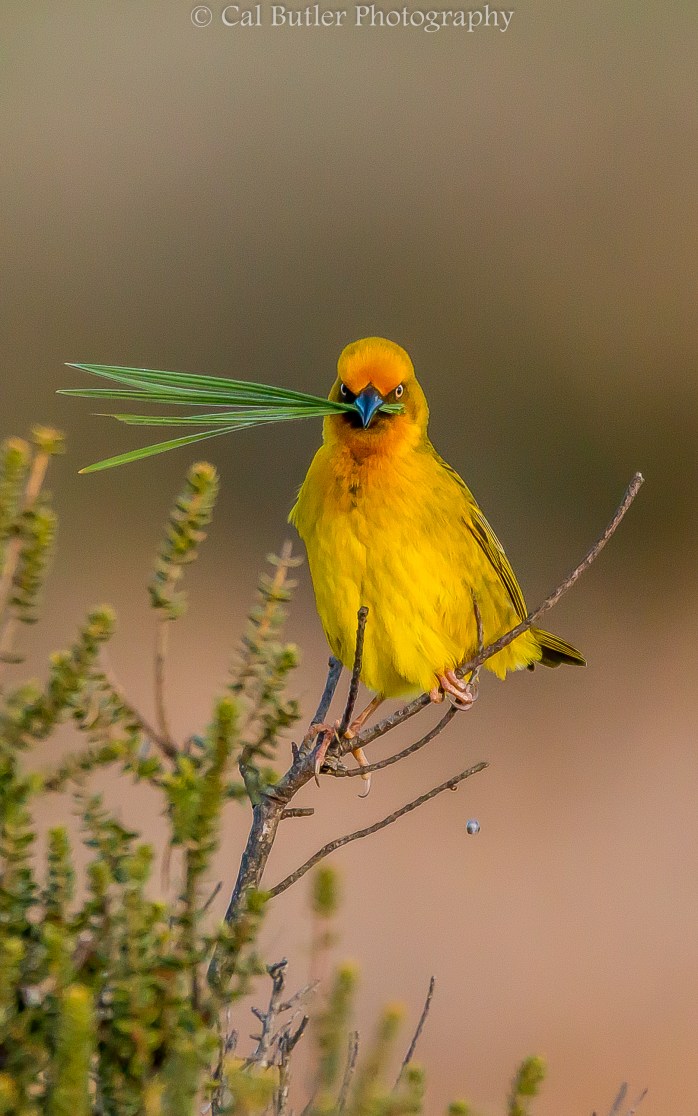 Cape Weaver with grass